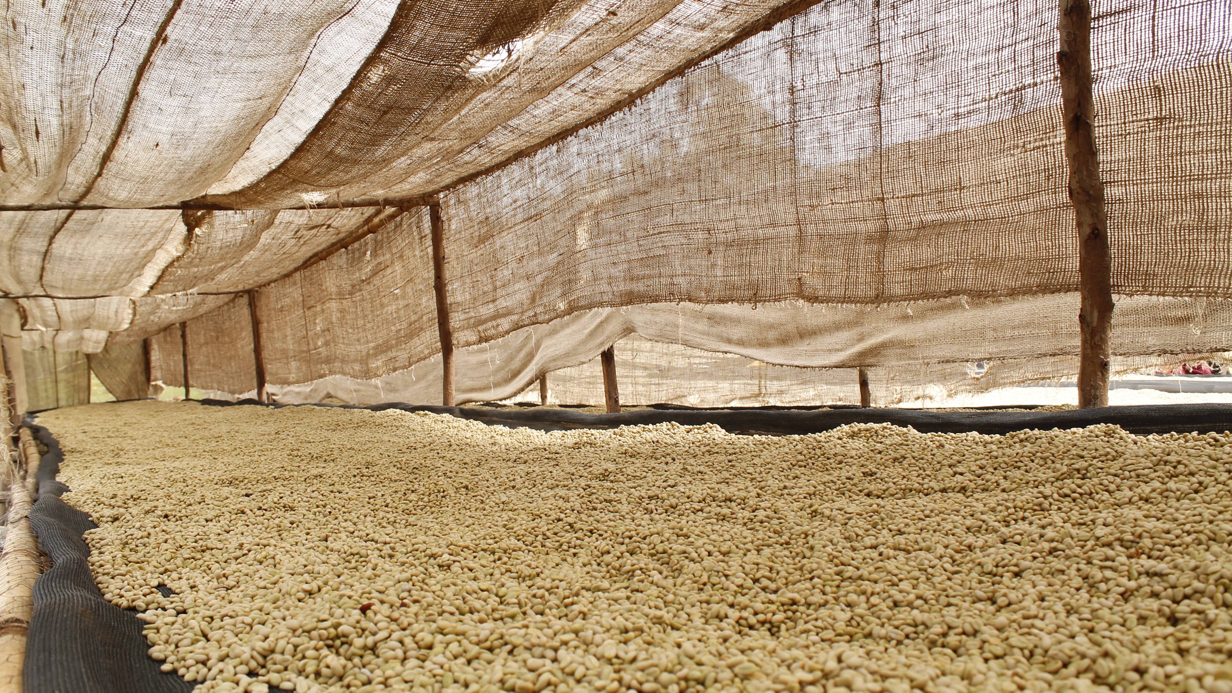 Etiopia Ayla coffeee